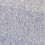 Comb 1